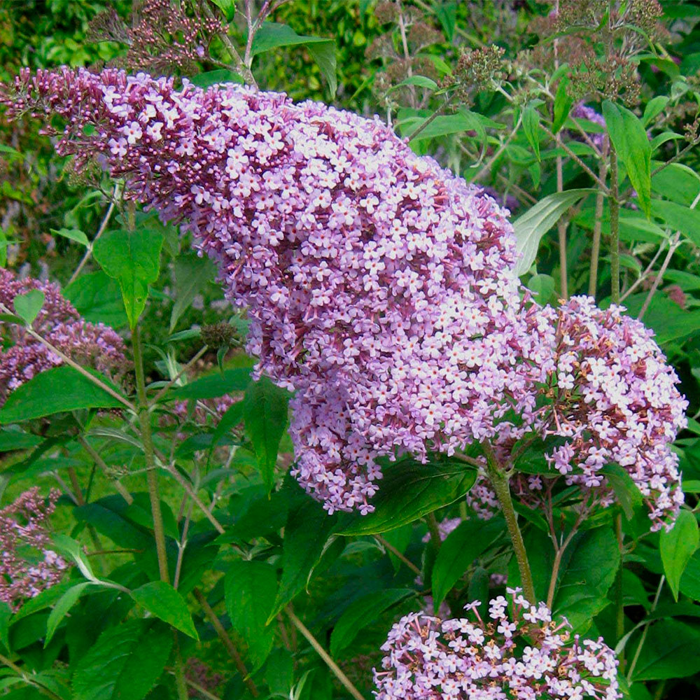 Превью изображения