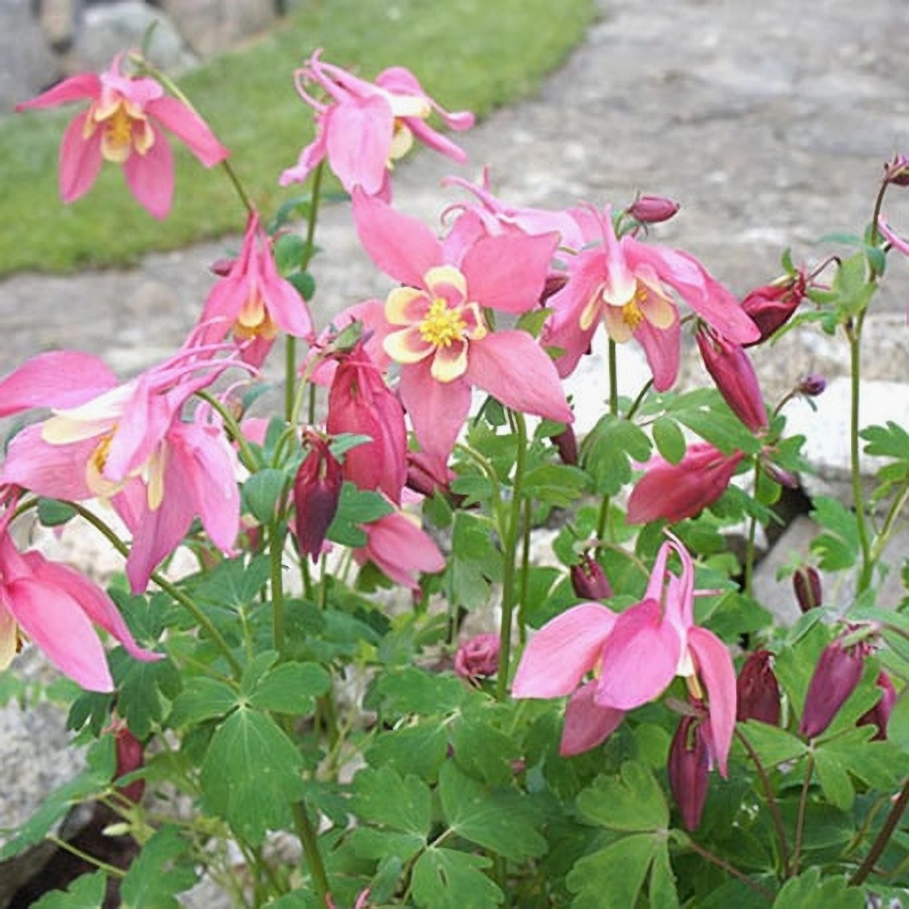 Превью изображения