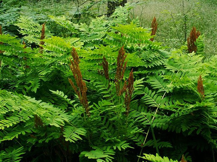 Превью изображения