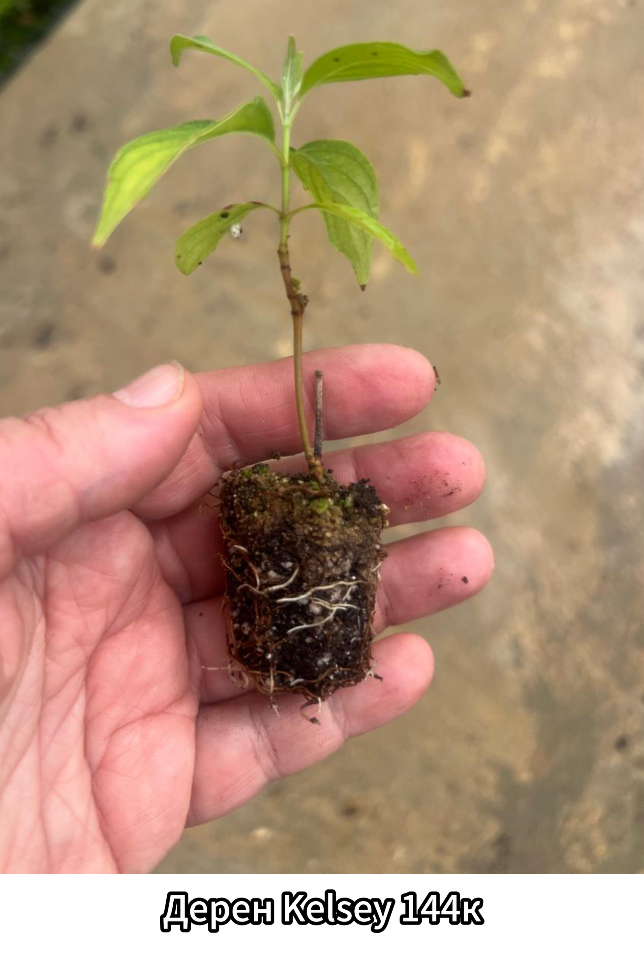 Превью изображения