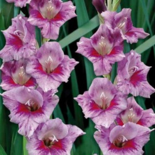 Превью изображения