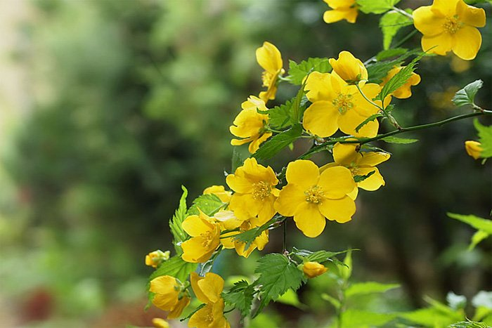 Превью изображения