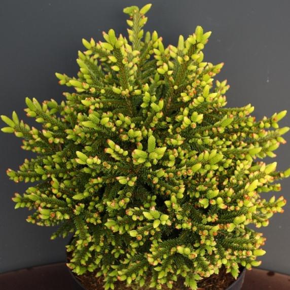 Превью изображения