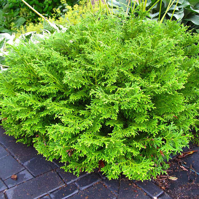 Превью изображения