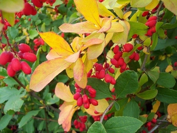 Превью изображения