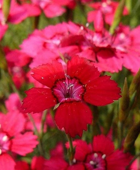 Превью изображения