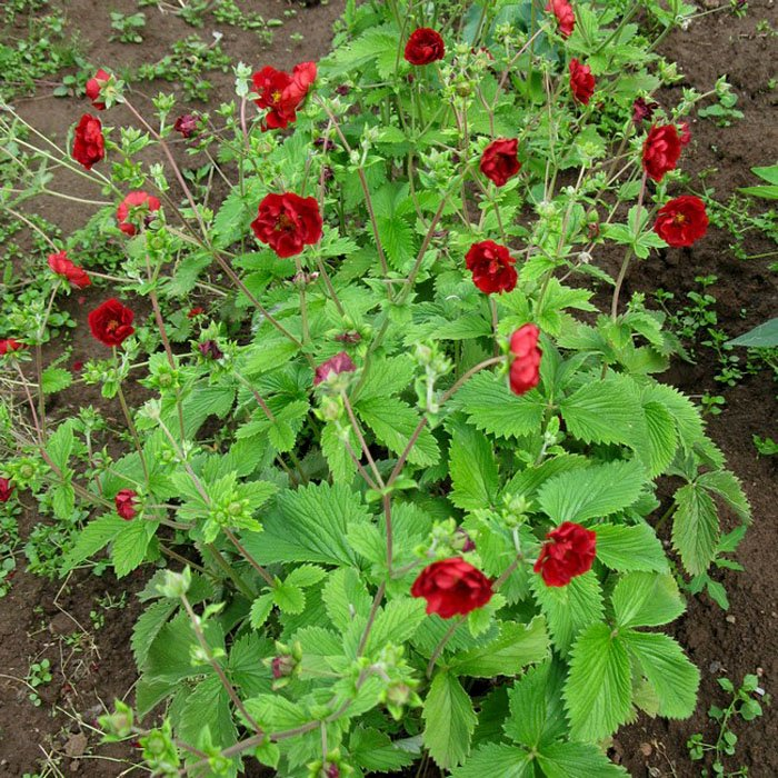 Превью изображения