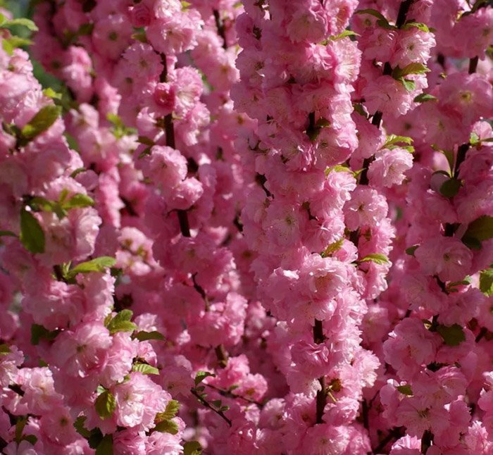 Превью изображения