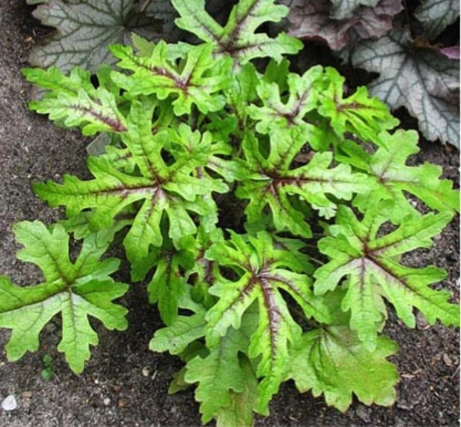 Превью изображения