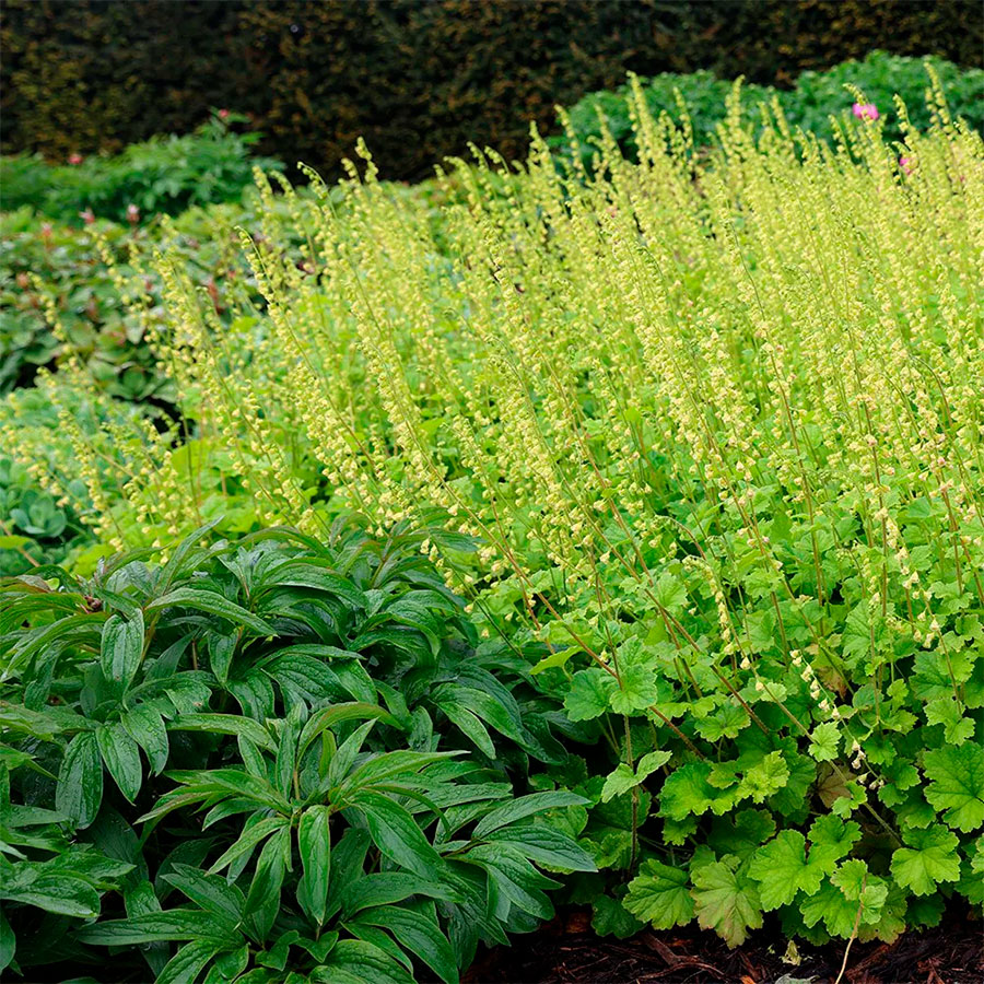 Превью изображения