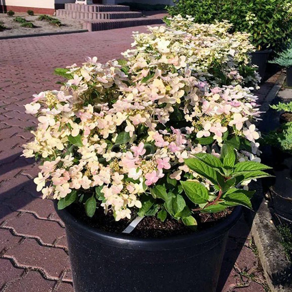 Превью изображения