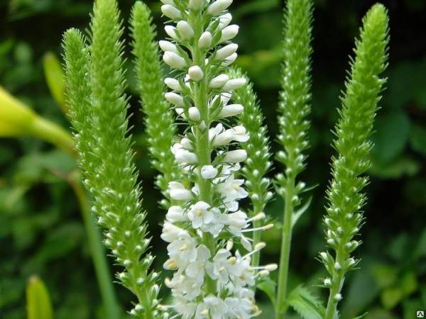 Превью изображения