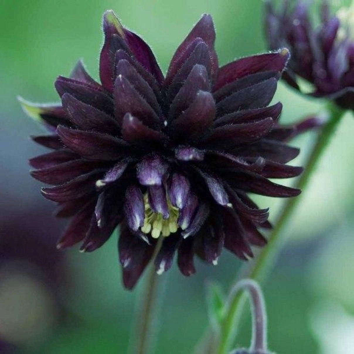 Превью изображения