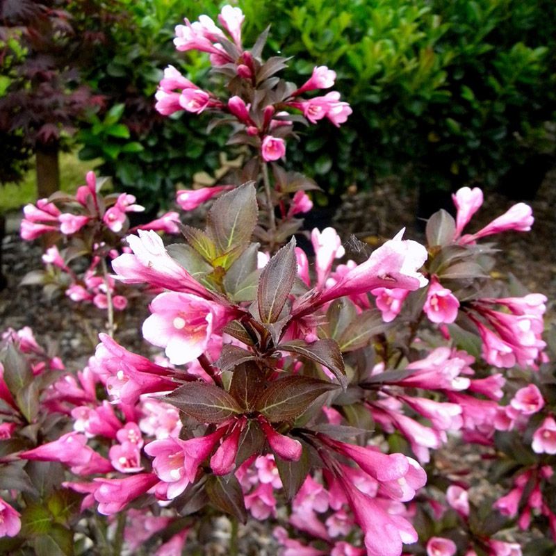 Превью изображения