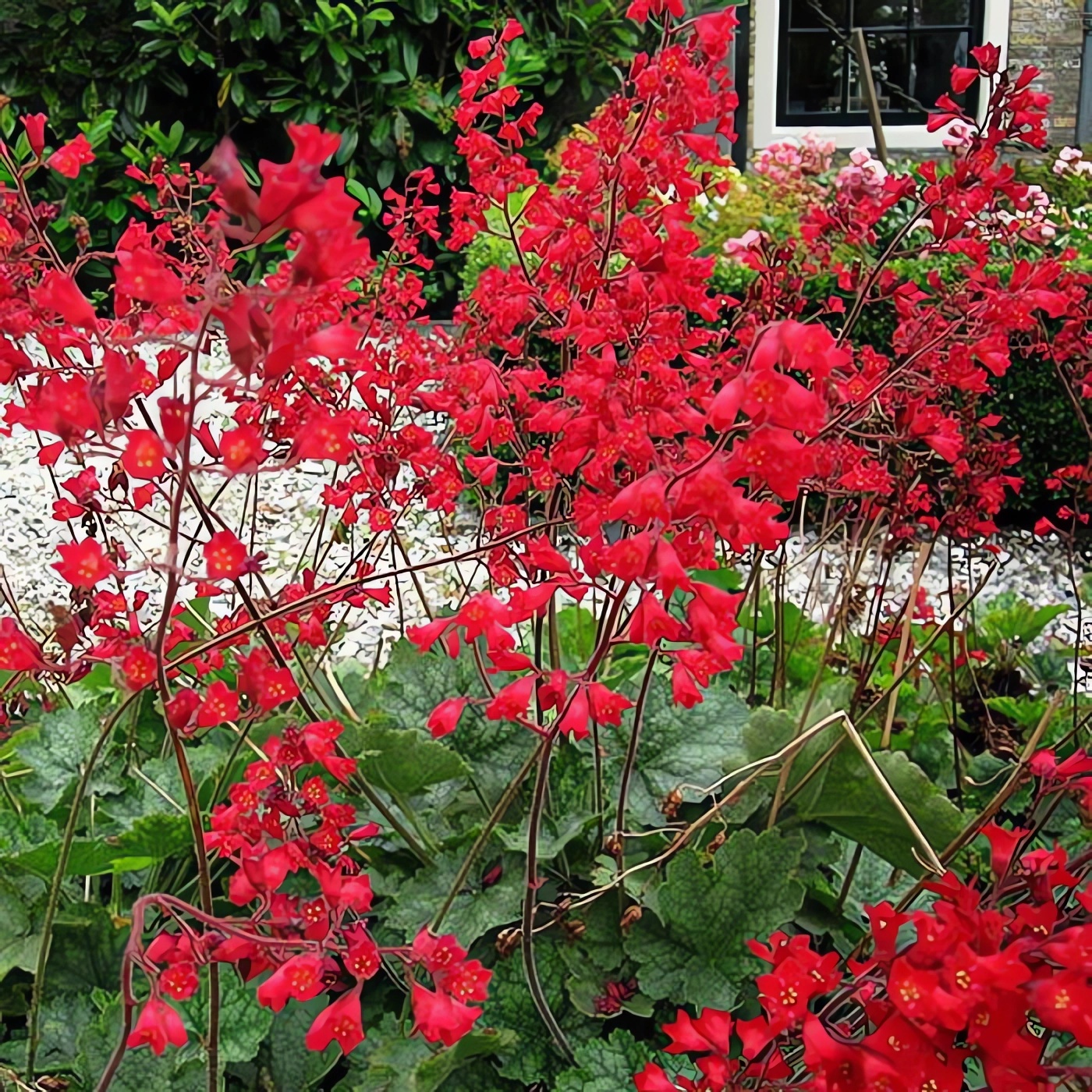 Превью изображения