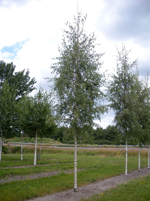 Превью изображения