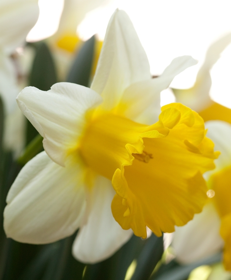 Превью изображения