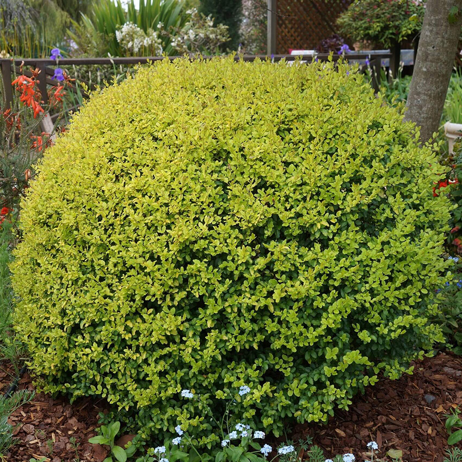 Превью изображения