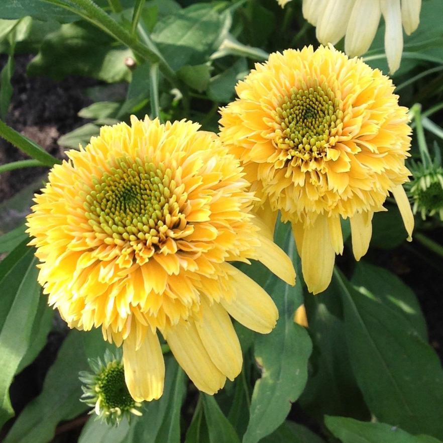 Превью изображения