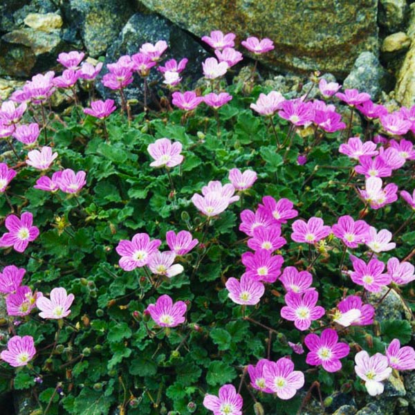 Превью изображения