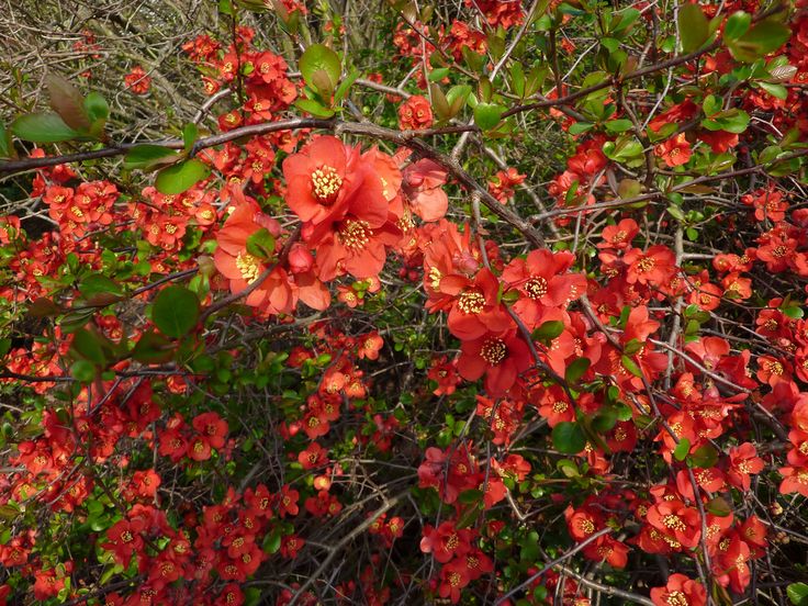 Превью изображения