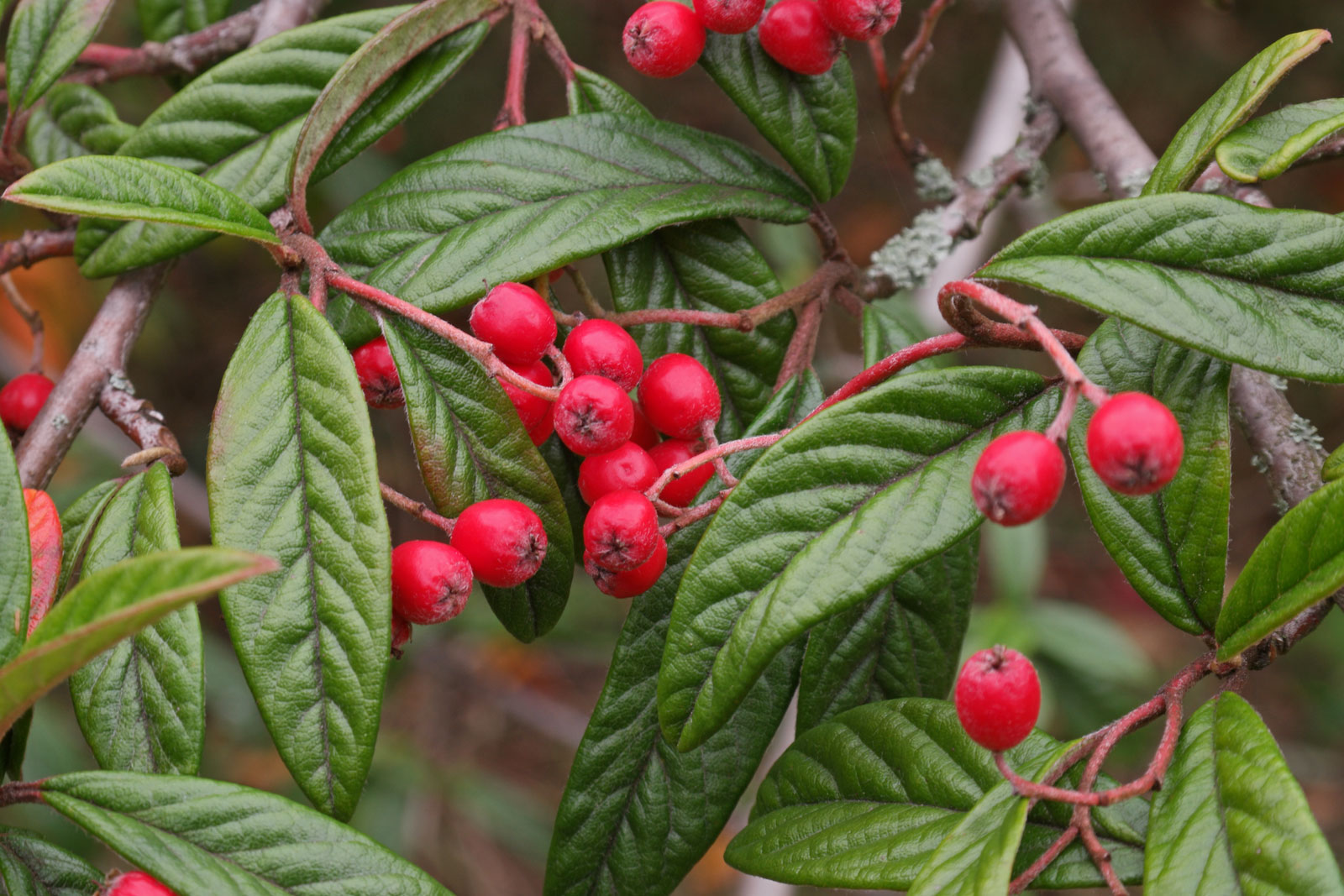 Превью изображения