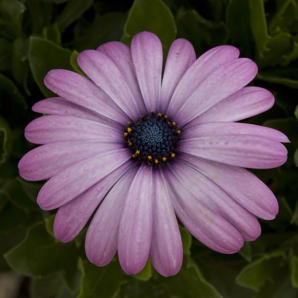 Превью изображения