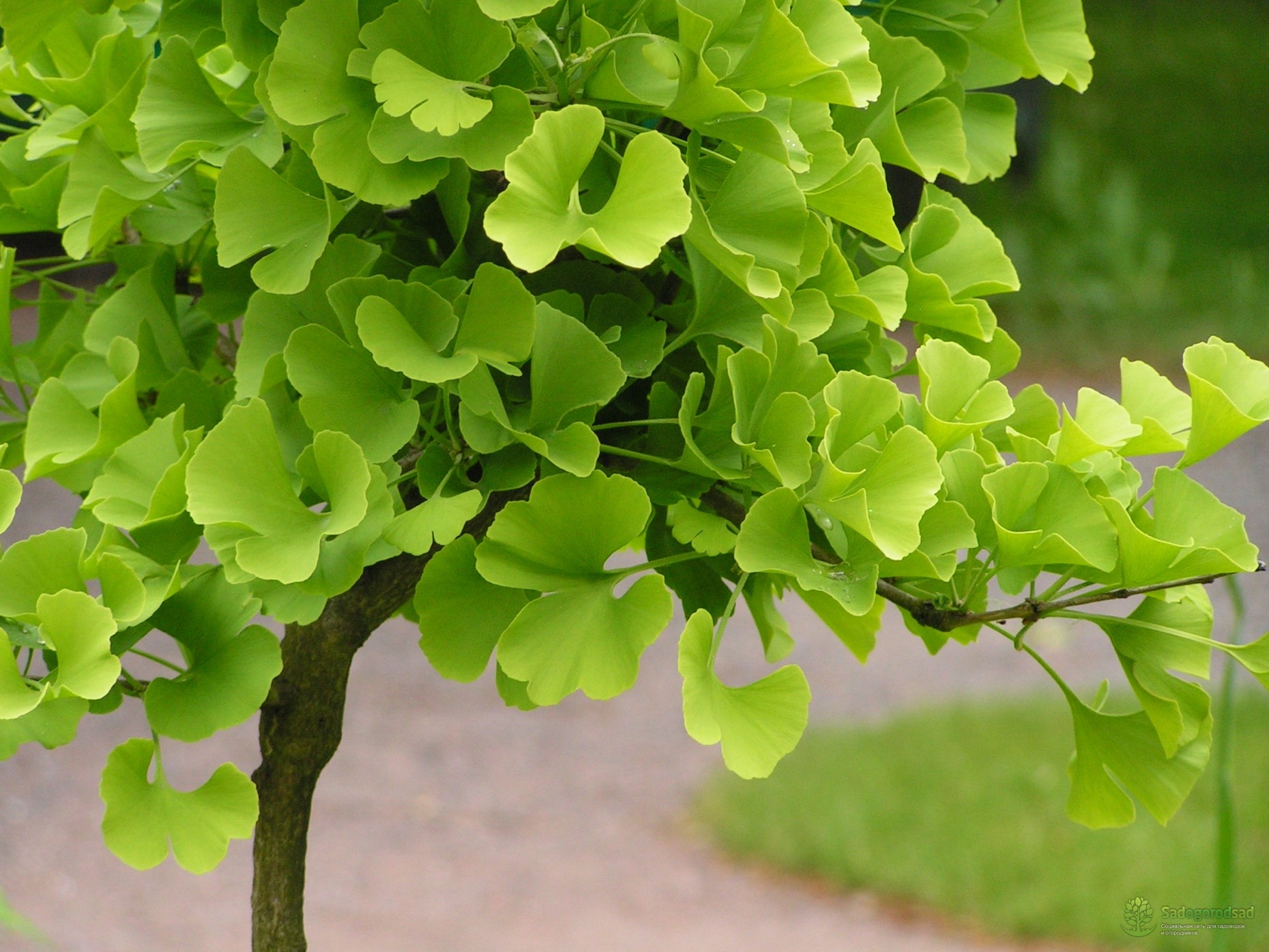 Превью изображения