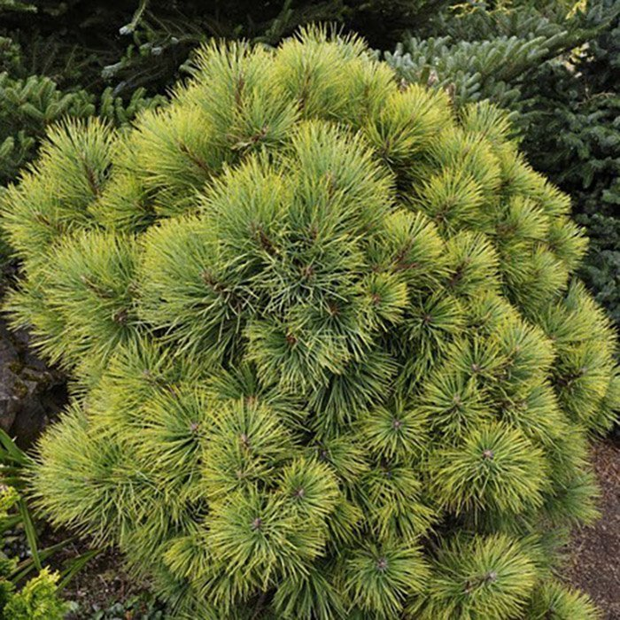 Превью изображения