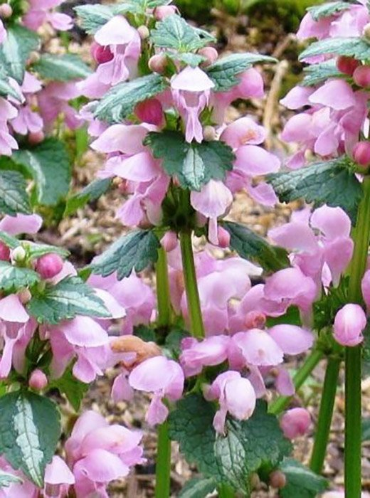 Превью изображения