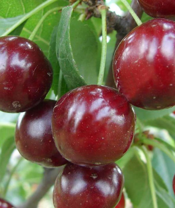 Превью изображения