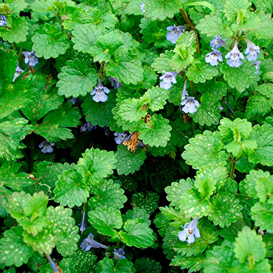 Превью изображения