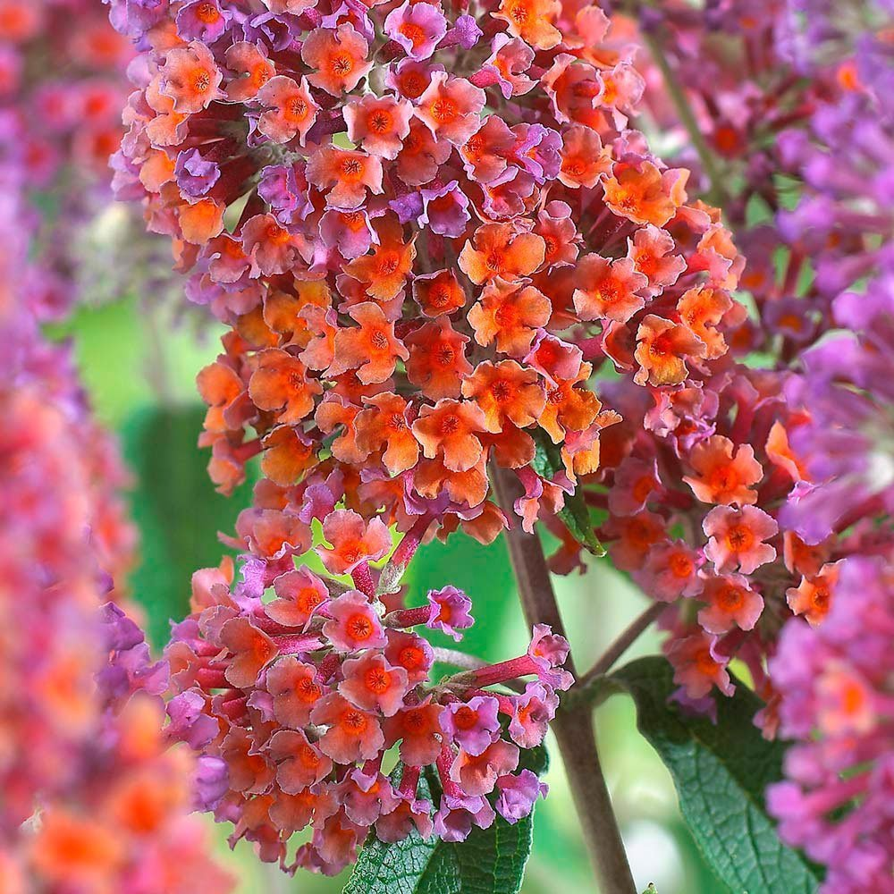 Превью изображения