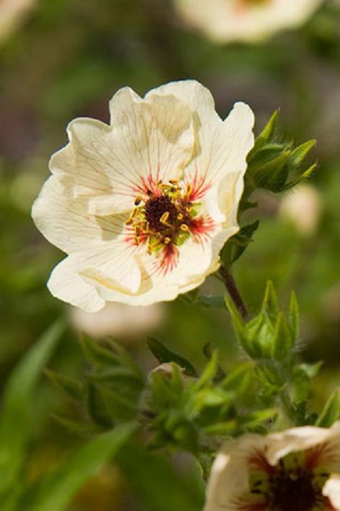 Превью изображения