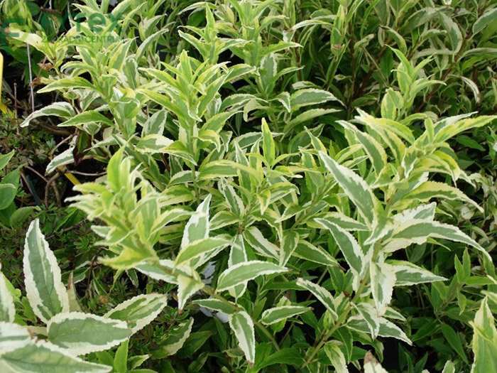 Превью изображения