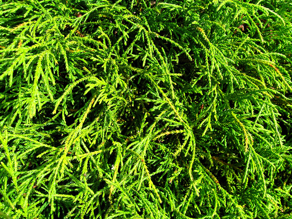 Превью изображения