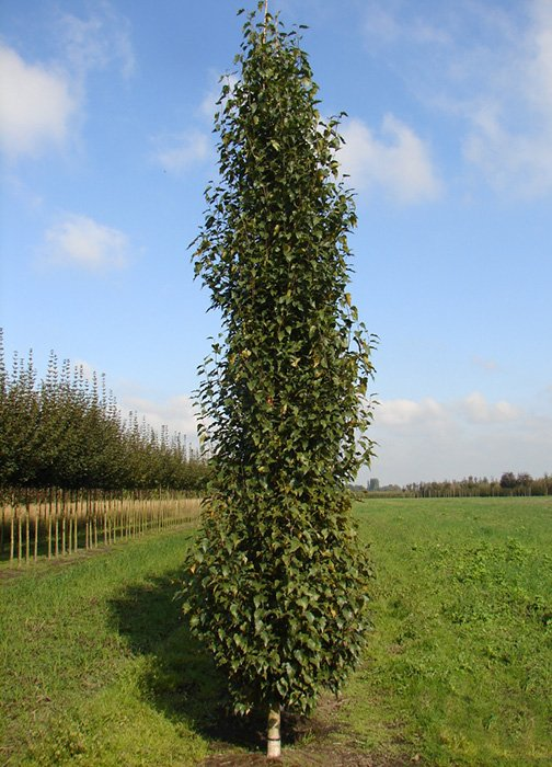 Превью изображения