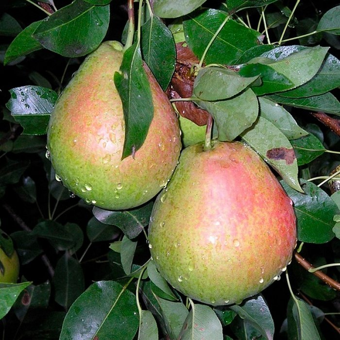 Превью изображения