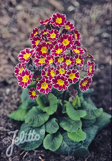 Превью изображения