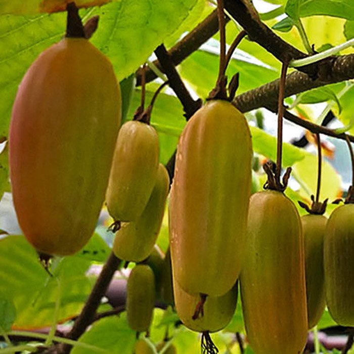 Превью изображения