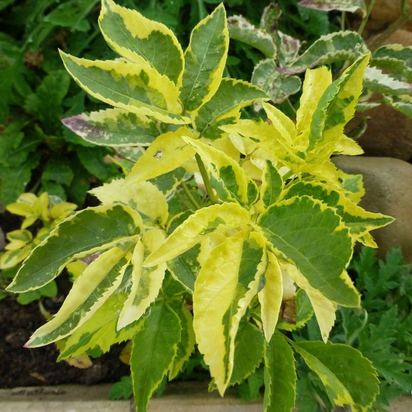 Превью изображения