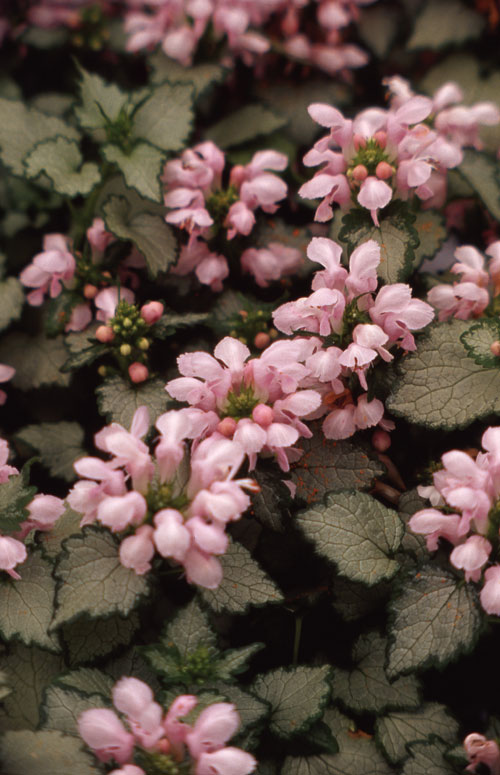 Превью изображения