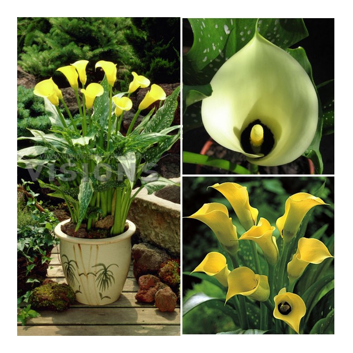 Превью изображения