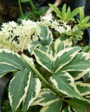 Превью изображения