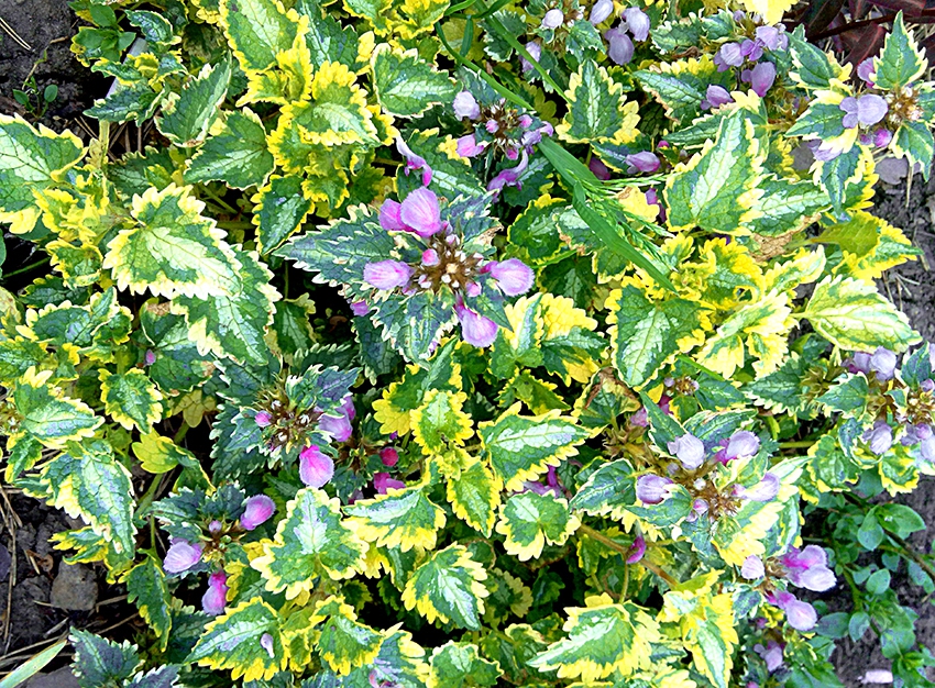 Превью изображения