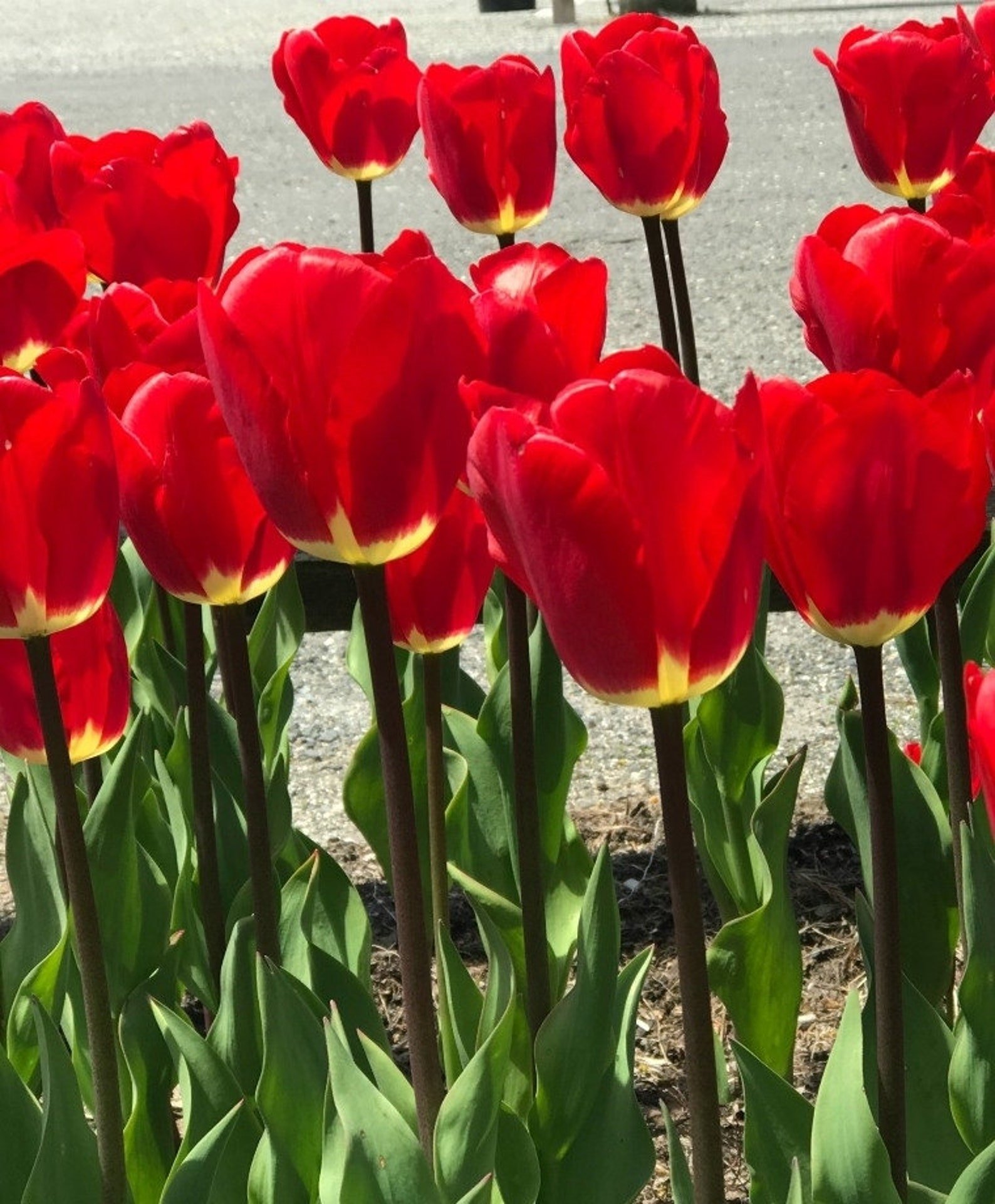 Превью изображения