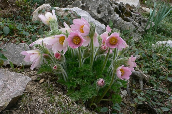 Превью изображения