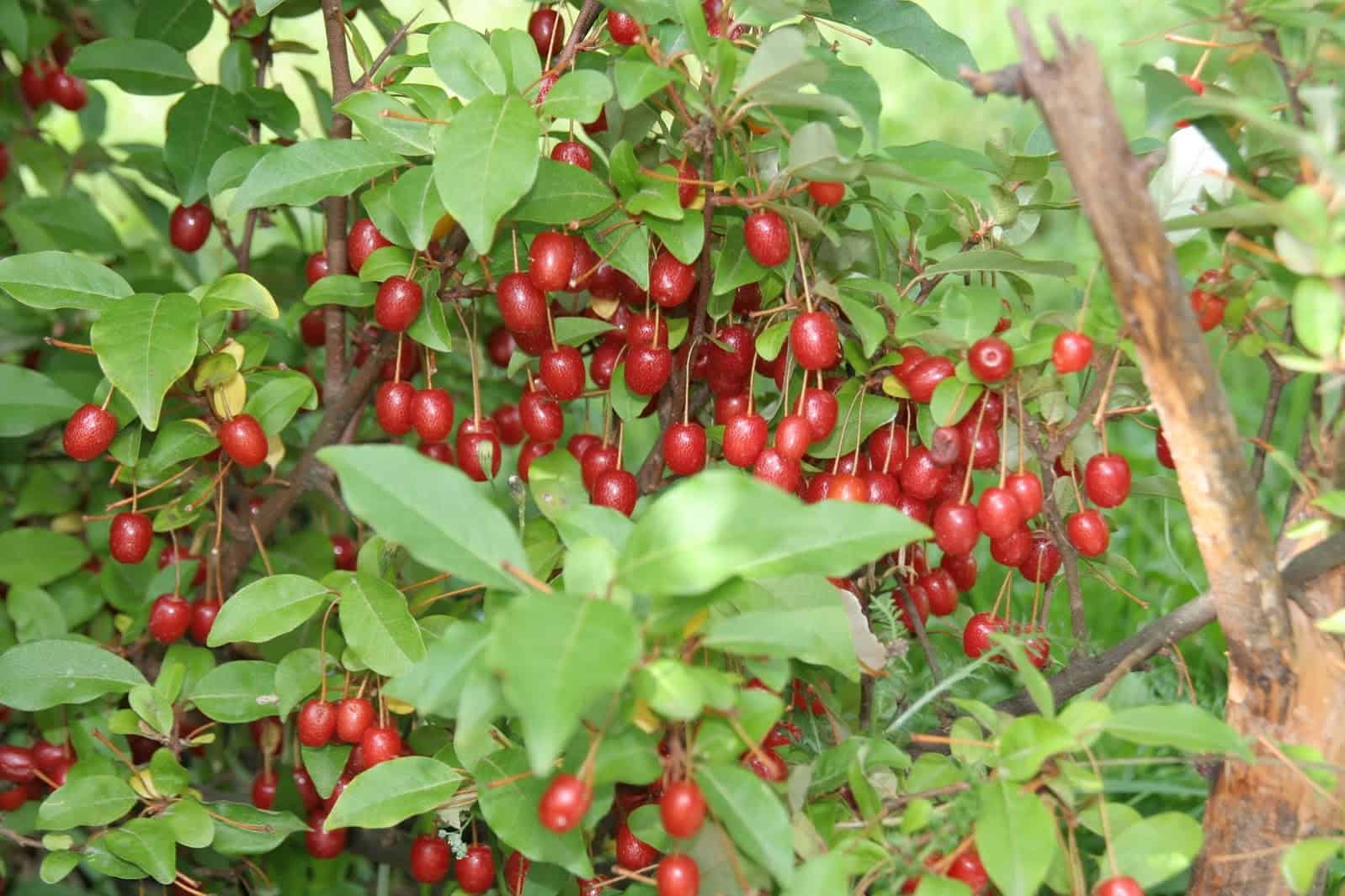 Превью изображения