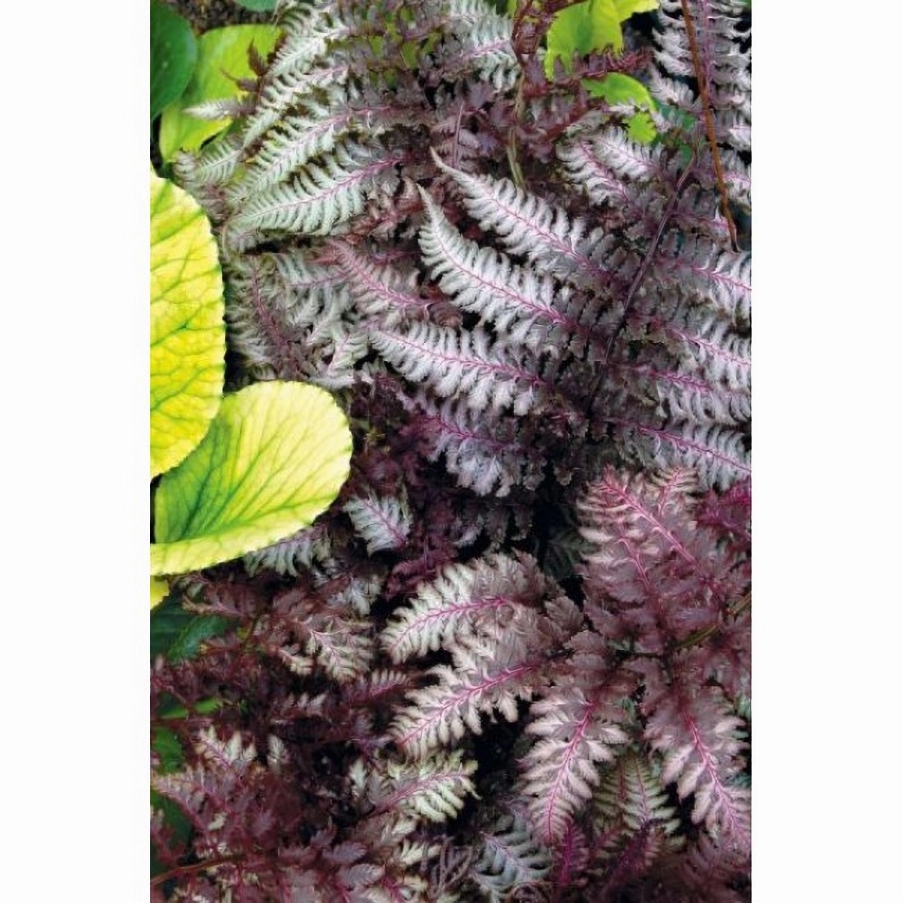 Превью изображения