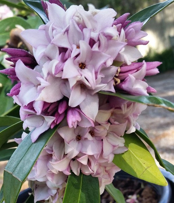 Превью изображения